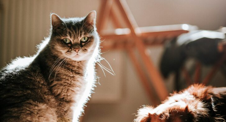 Hond of kat kiezen